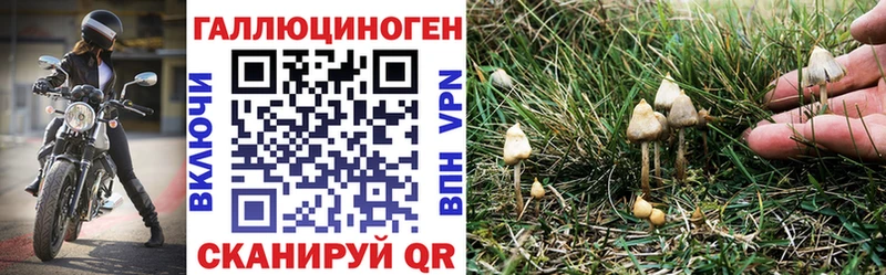 купить наркотики сайты  Татарск  Псилоцибиновые грибы Psilocybe 